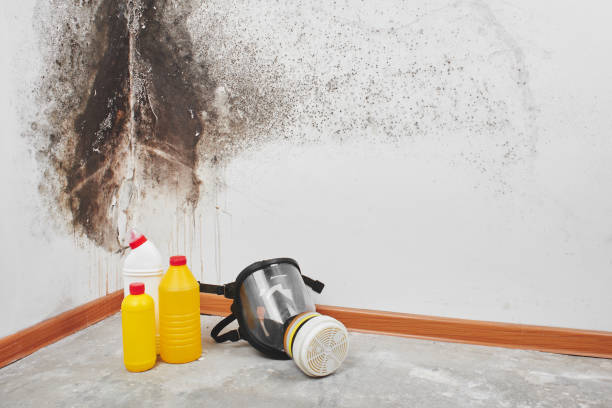 Best Mold Testing and Inspection Services in Briar Chapel, NC