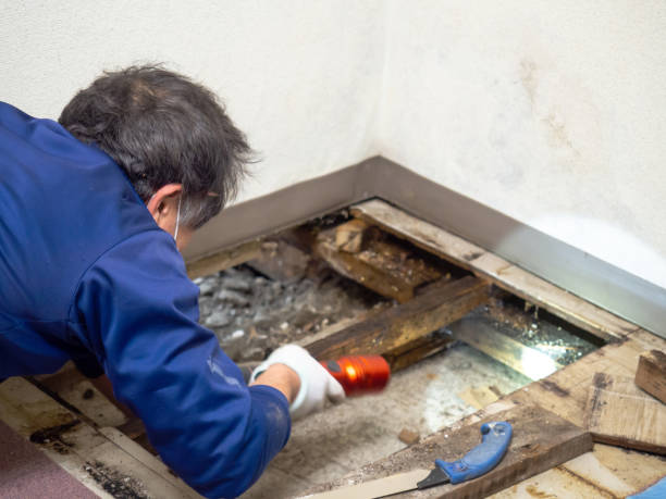 Best DIY Mold Remediation Support Services in Briar Chapel, NC