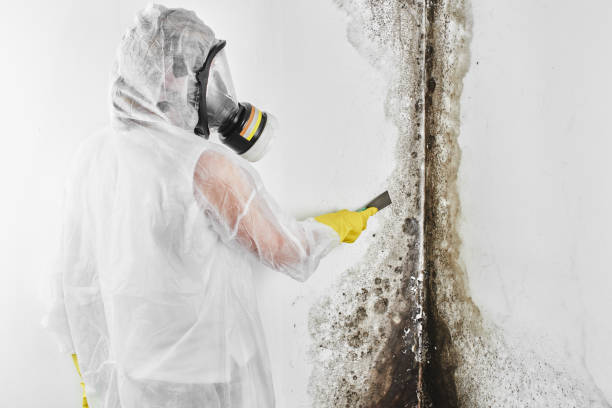 Best Health and Safety Mold Remediation in Briar Chapel, NC