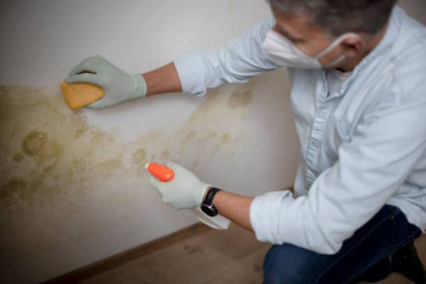 Best Health and Safety Mold Remediation in Briar Chapel, NC