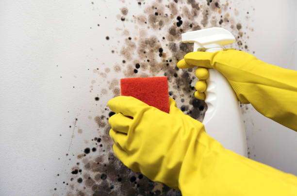 Best Mold Remediation for Specific Building Types in Briar Chapel, NC